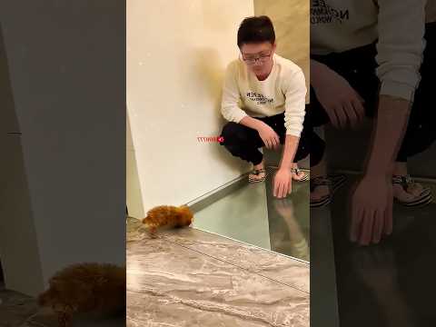 Những chú chó con sợ sàn nhà bằng kính 😍 #shortsviral #shortvideo ￼