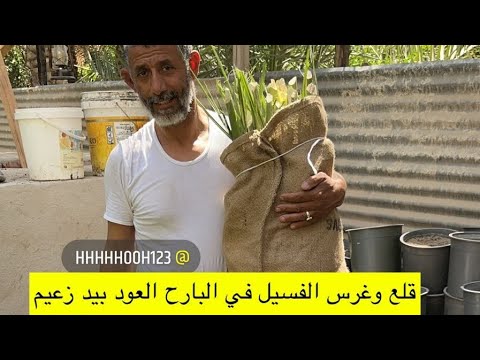 زرع الفسيل في البارح واسرارها