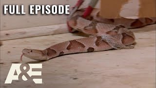 Billy the Exterminator: House Full of Pit Vipers! - Full Episode (S6, E1) | A&amp;E
