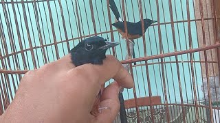 Download lagu hati-hati Jika Bertemu MURAI BATU MALAYSIA seperti ini #2 mp3