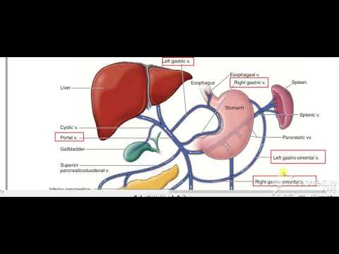 Stomache venous drinage