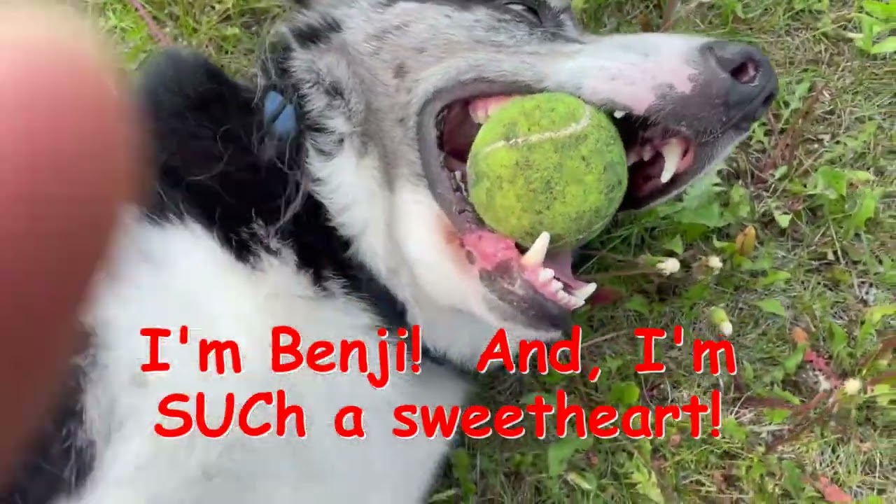 Enlarge Benji, a Adoptable Australian Shepherd in Detroit Lakes, MN video 4/4