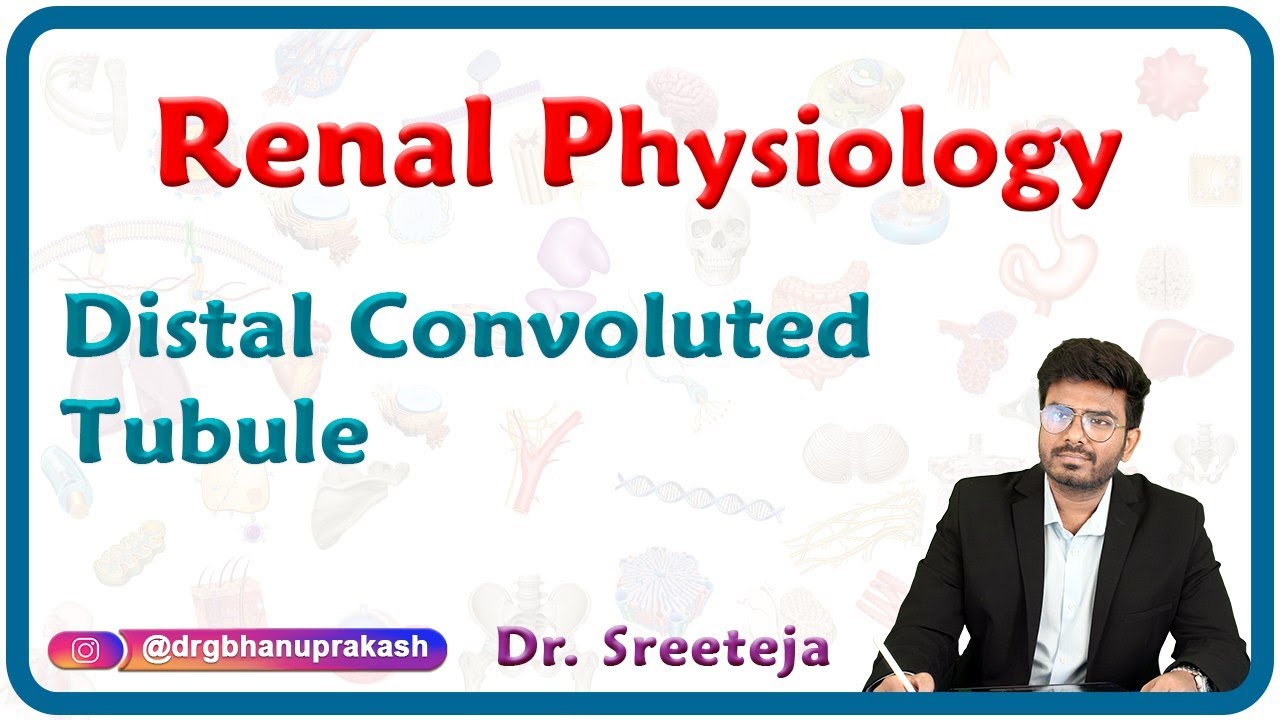Distal Convoluted Tubule: Renal physiology USMLE Step 1
