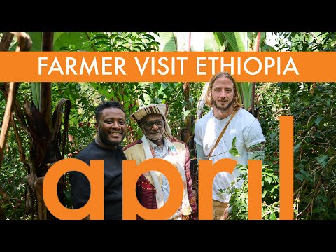 Coffee Farm visit in Ethiopia with ALO Coffee | Coffee with April #312