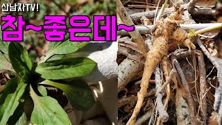 참~좋은데~소변이 콸콸~백가지 독을 해독하는 딱주 잔대와 항종양 항염 흔한 봄나물 질경이 효능 산나물 종류 …