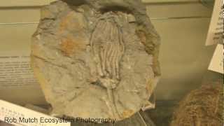 preview picture of video 'Crinoid Fossil, HSU Marine Lab, Trinidad, California'