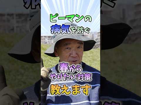 なぜピーマンの苗が育たないのでしょうか？原因と解決策、メンテナンスのヒント  庭園