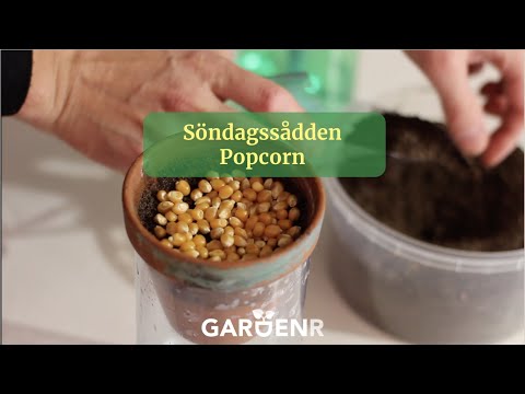 Söndagssådden Popcorn - Trädgårdshacks med GardenR