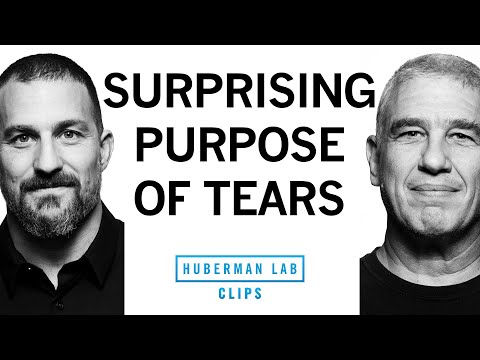 Why We Cry & the Evolutionary Purpose of Tears | Dr. Noam Sobel & Dr. Andrew Huberman