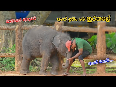 පුදුම ආදරයක් ඒක  | Very Cute And Lovely Twins Baby Elephants Srilanka😘