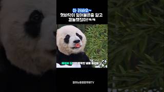 러바오 진짜 너무 치명적이야!ㅋㅋ