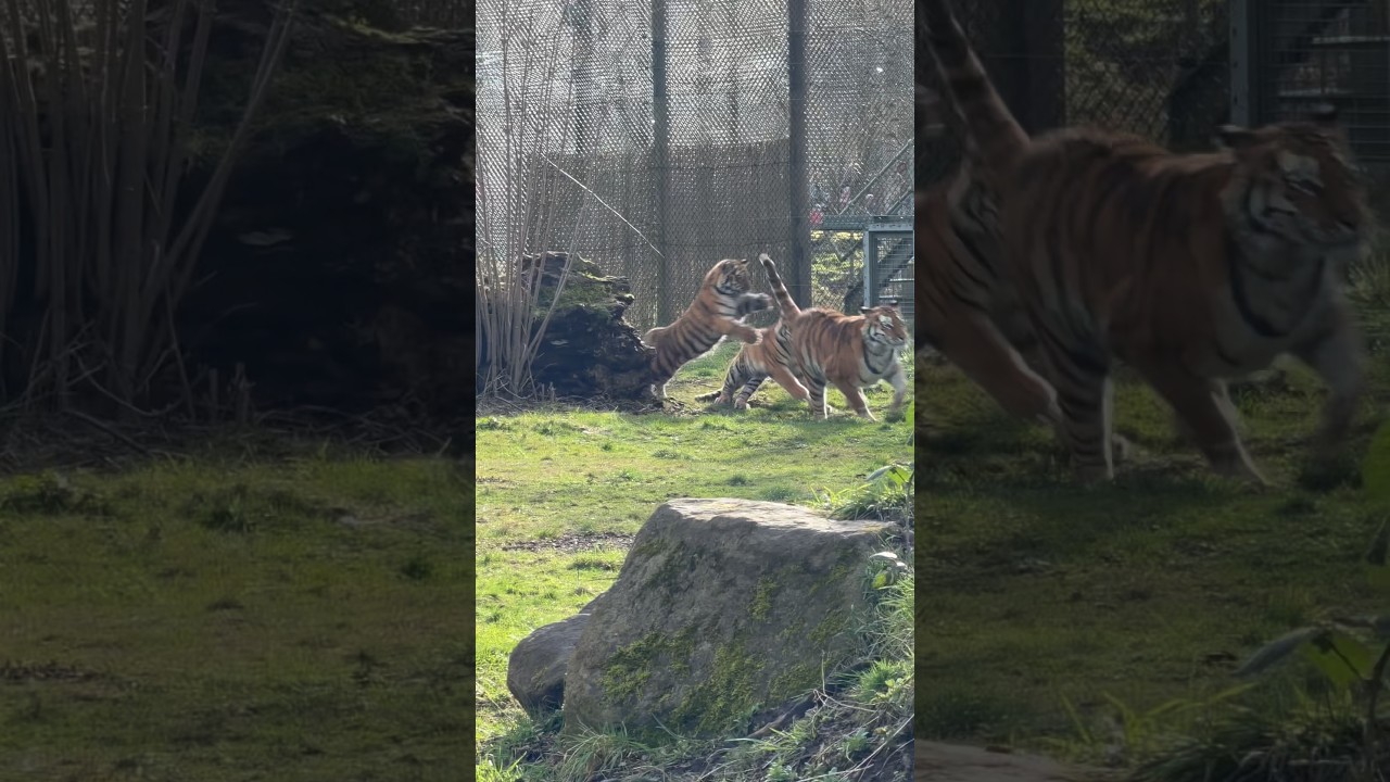 Mum vs two tiny troublemakers… the tail grab 🐾 #tigers #tigercubs #animallovers #animalshorts