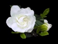 White rose for you! ... (music Eugen Doga) 