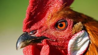 Download lagu Suara Ayam Berkokok Di pagi hari mp3