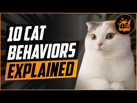 Top 10 Cat behaviors explained. Cats are not from hell here is what you need to know about cats. 🐈