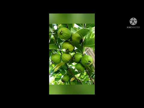 L49 Thai Guava Plant Guava Tree, Amrud, Psidium Guajava (Sardar L49, Grown Through Seeds) - Plant