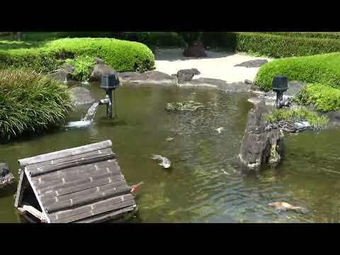鯉の池 – 日本庭園の生きた宝石  庭園