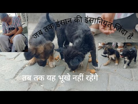 जब तक इंसान की इंसानियत जिंदा है 👉🏻🦮#youtubevideo animal doglove cute