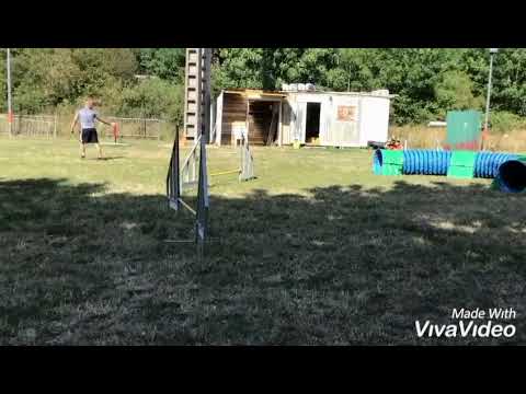 O'Luna my little female puppy Staffordshire Bull Terrier