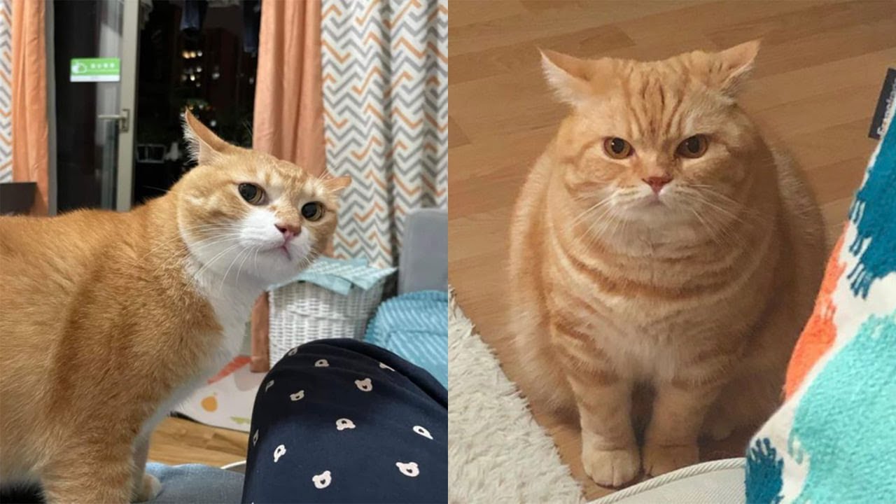 Try Not To Laugh 🤣 New Funny Cats Video 😹 - Tuxedo Cat Part 51