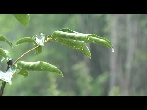 Som de Chuva sem Trovão para Dormir e Relaxar - Sons Relaxantes da Natureza - 10 Horas