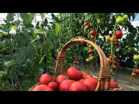 , title : 'Kako održati stabljiku paradajza zdravom i spriječiti bolesti'