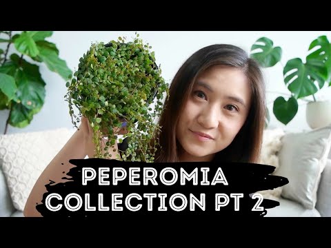 Peperomia Plant Collection (Part 2) | String of Turtles, Watermelon Peperomia and More!