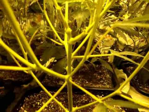 Indoor marihuana, marijuana grow - Part 1. 3 weeks of flowering..