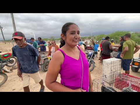 Feira de Galinhas em Senador Rui palmeira - AL 23 - 12 2025 #nordeste