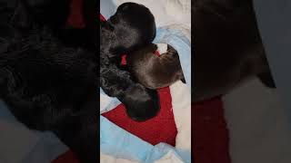 Portuguese Water Dog Puppies Videos