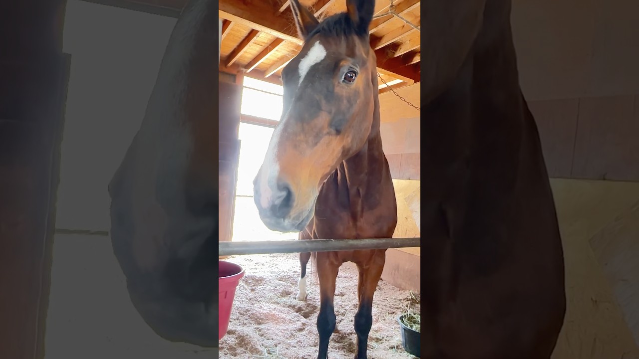 今日のさっちゃん。 #サチモ #horse #引退競技馬