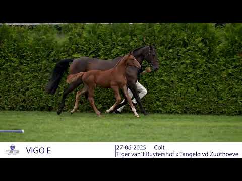 VIGO E