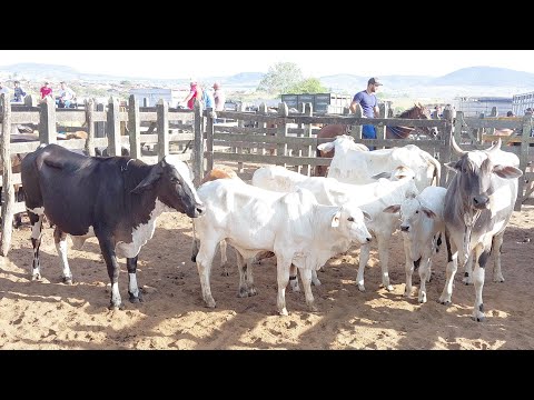 FEIRA DE GADO DE CAMPO GRANDE ALAGOAS 22/11/2025 #nordeste 