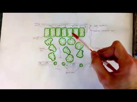 B4c The Leaf Cross Section