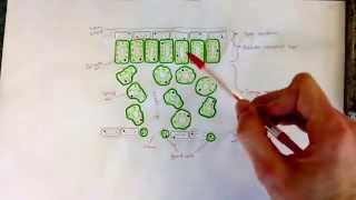 B4c The leaf cross section