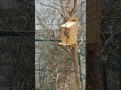 巣箱の掃除方法
