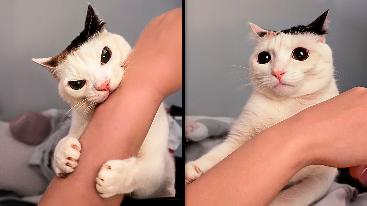 CUANDO LOS GATOS SON IMBÉCILES