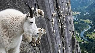 Download lagu Animals with Zero Survival Instincts | Craziest Animal Moments Ever mp3