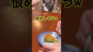 そんな顔されたら困る😢　　　　　　#shorts #animals #dog