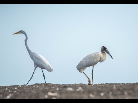 Kara Sun presenting wildlife of (birding in)Costa Rica 2017 - Part 1 Nicoya/Ostional