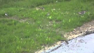 4 Amazing Little Baby Sandpipers