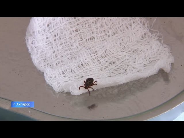 Сезон клещей продолжается