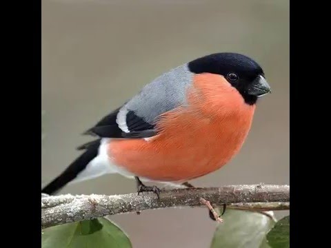 Dominik Eulberg - Der Podcast-Name ist diesmal simpel, ich nenn ihn einfach... Gimpel