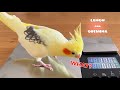 Birds Gain Too Much Weight After I End COVID Quarantine