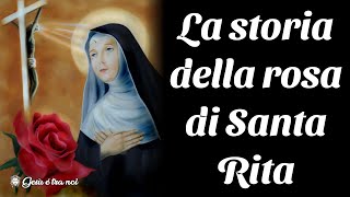 La storia della rosa di Santa Rita