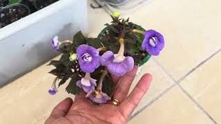 Achimenes çiçeğim nasıl top top açtırdım maşallah 🌼✅kâğıt çiçeği ne na