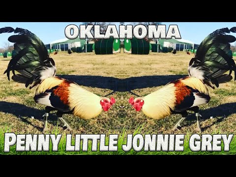 Beautiful Birds Grey Tj Duree Farms Oklahoma Farm Visit