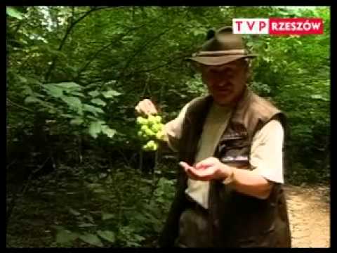 Odkrywanie Podkarpacia Kłokoczka południowa