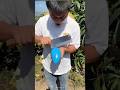 China S Most Unique Mango Cultivation