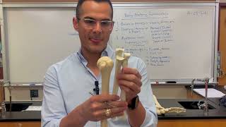 Appendicular skeleton: bony landmarks of upper and lower extremity